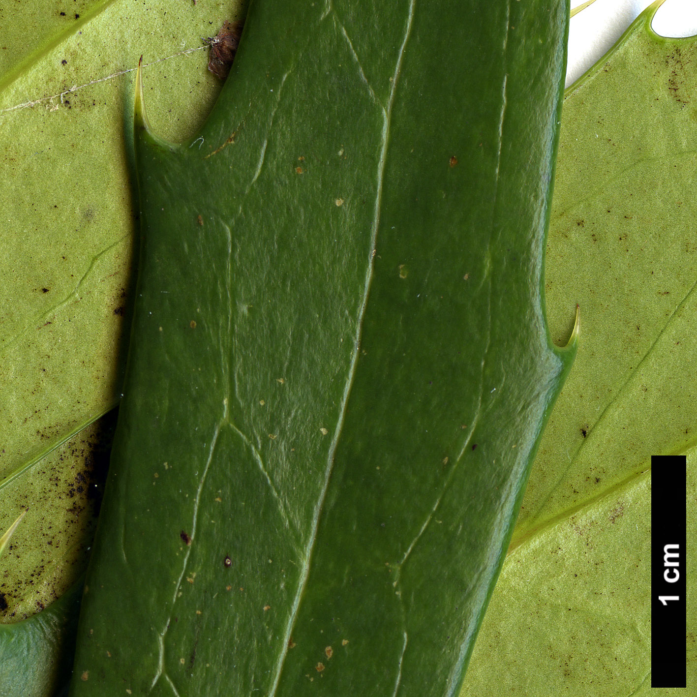 High resolution image: Family: Berberidaceae - Genus: Mahonia - Taxon: eurybracteata - SpeciesSub: subsp. ganpinensis 'Chalingba'